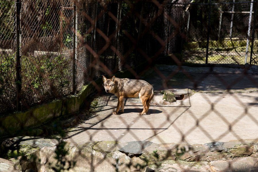 ZooThessalonikisKonstantinos Tsakalidis (1)